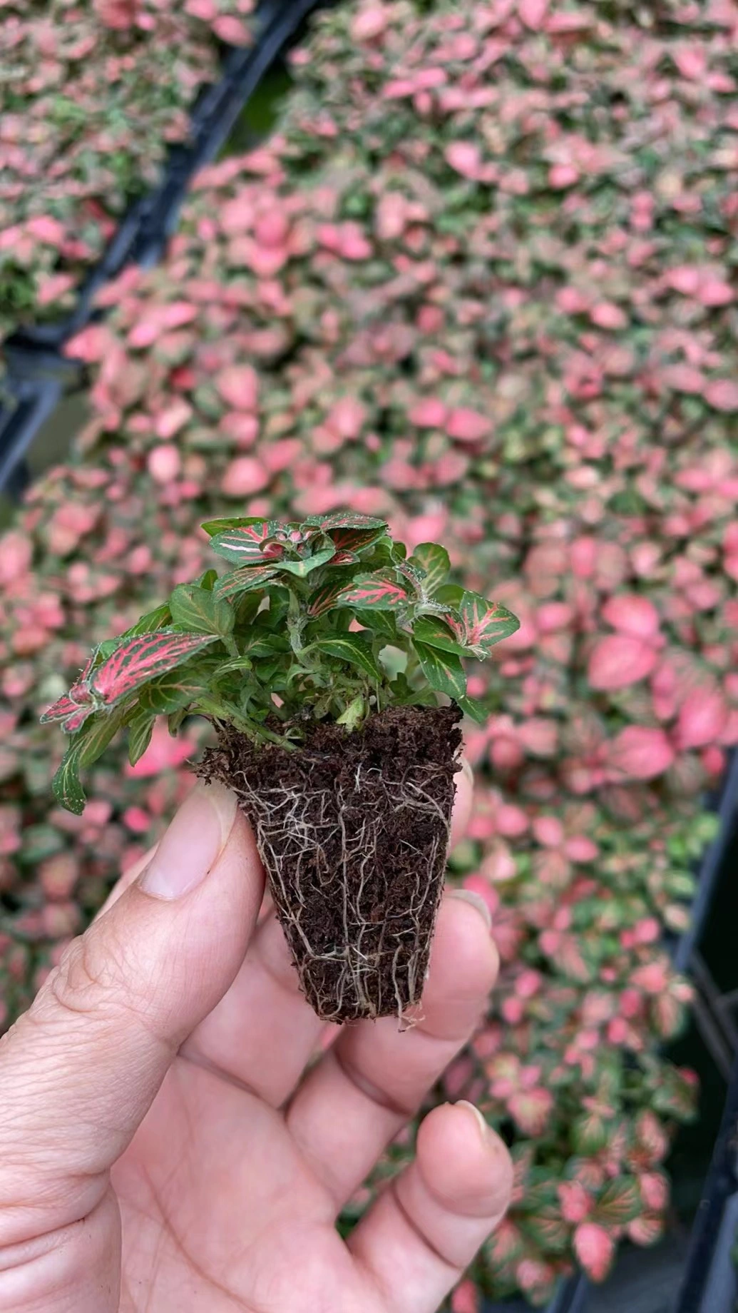 Fittonia Red Cloud Indoor Plants Tissue Culture and Plugs