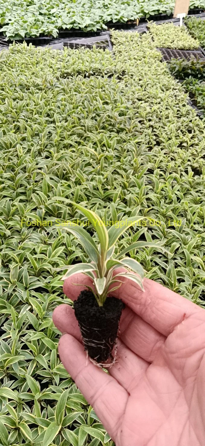 Cordyline Coffee Compacta Tray Plants From Tissue Culture Live Plant