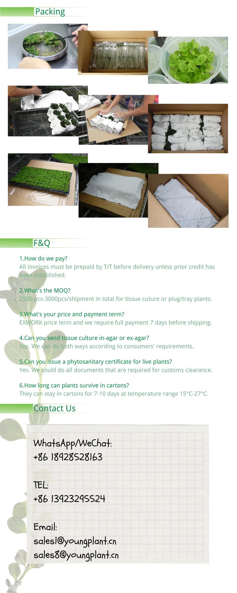 Natural Live Plantlets Wholesale Export From China Alocasia Wentii