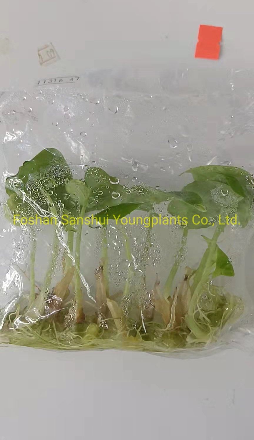 Dragon Scale Natural Tissue Culture Tray Natural Natural Young Live Bonsai Indoor Plants