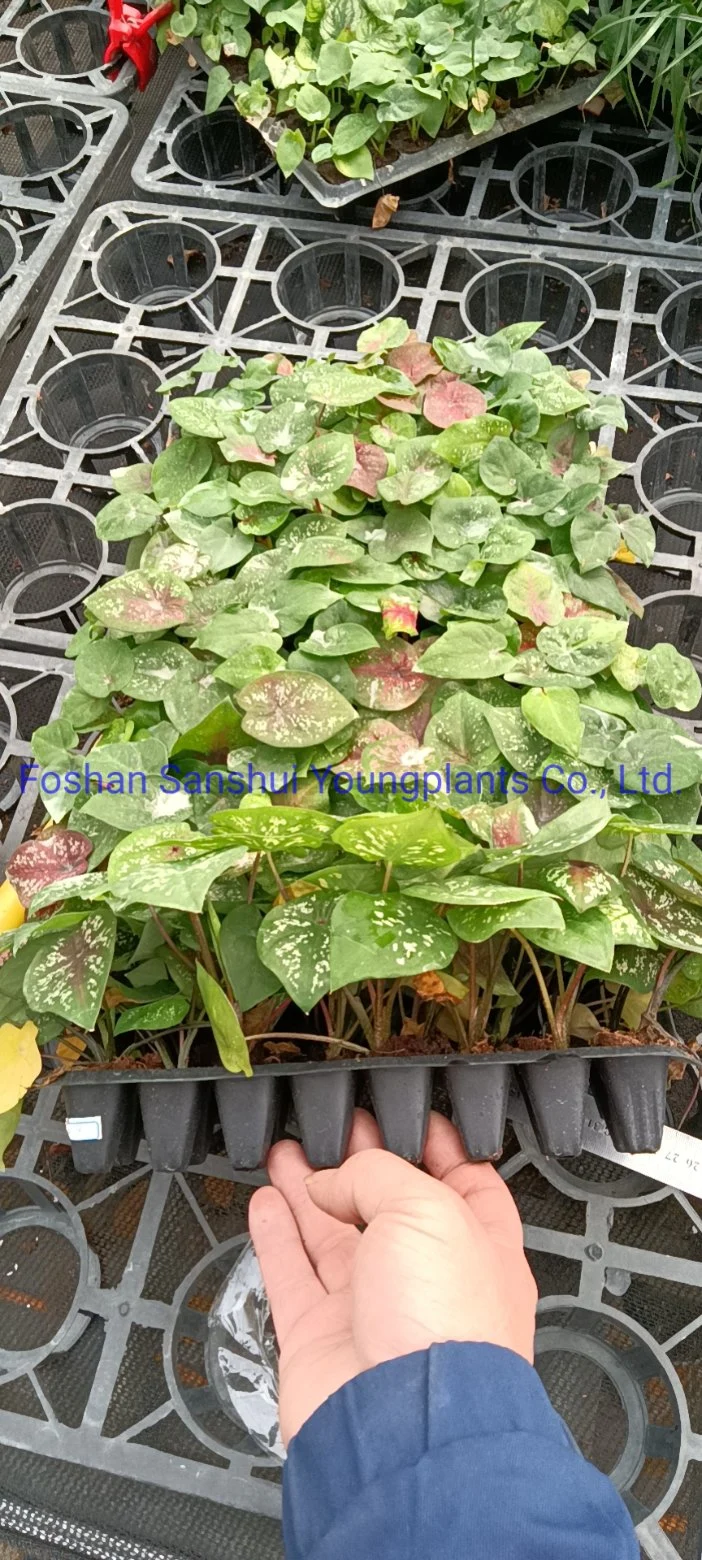 Caladium Black Knight Natural Live Plants Wholesale Tissue Culture Only