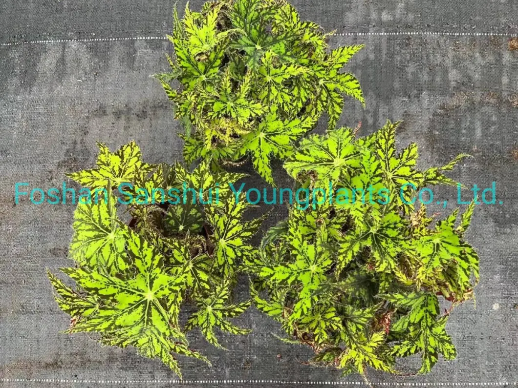 Begonia Geomitry Special Foliage and Flower Plant Wholesale and Import From China