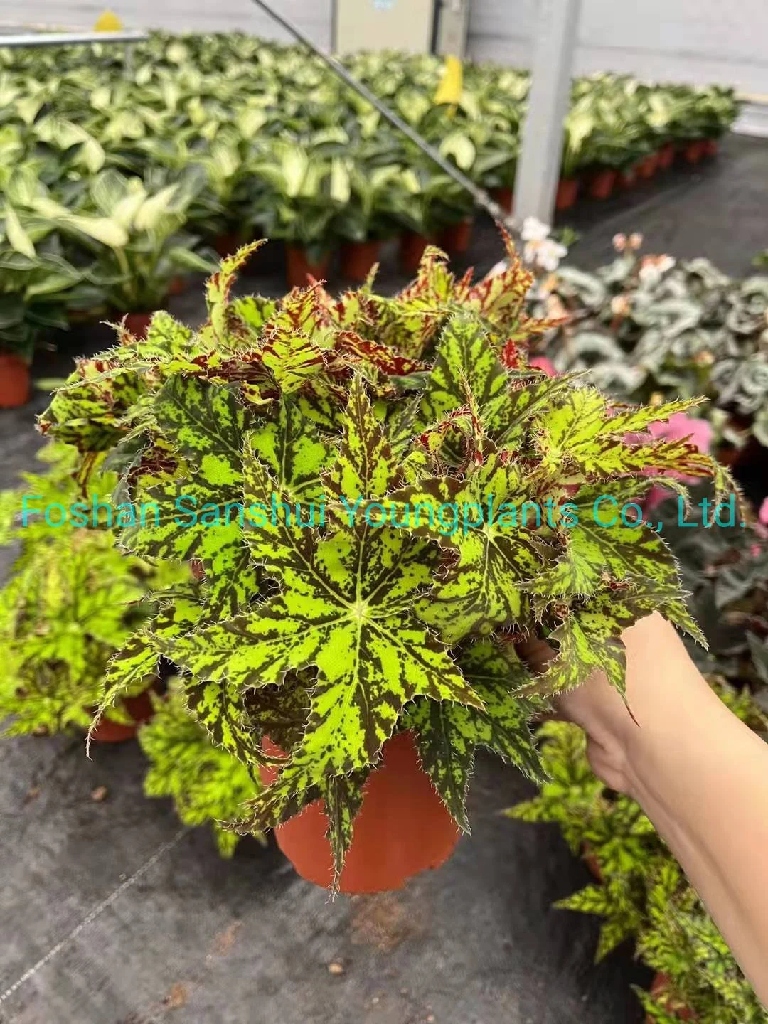 Chinese Evergreen For Sale