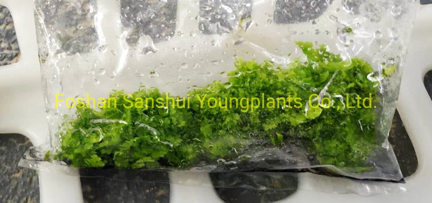 Nephrolepis Fern Hongkong Tray Plug Young Indoor Gardening Plant