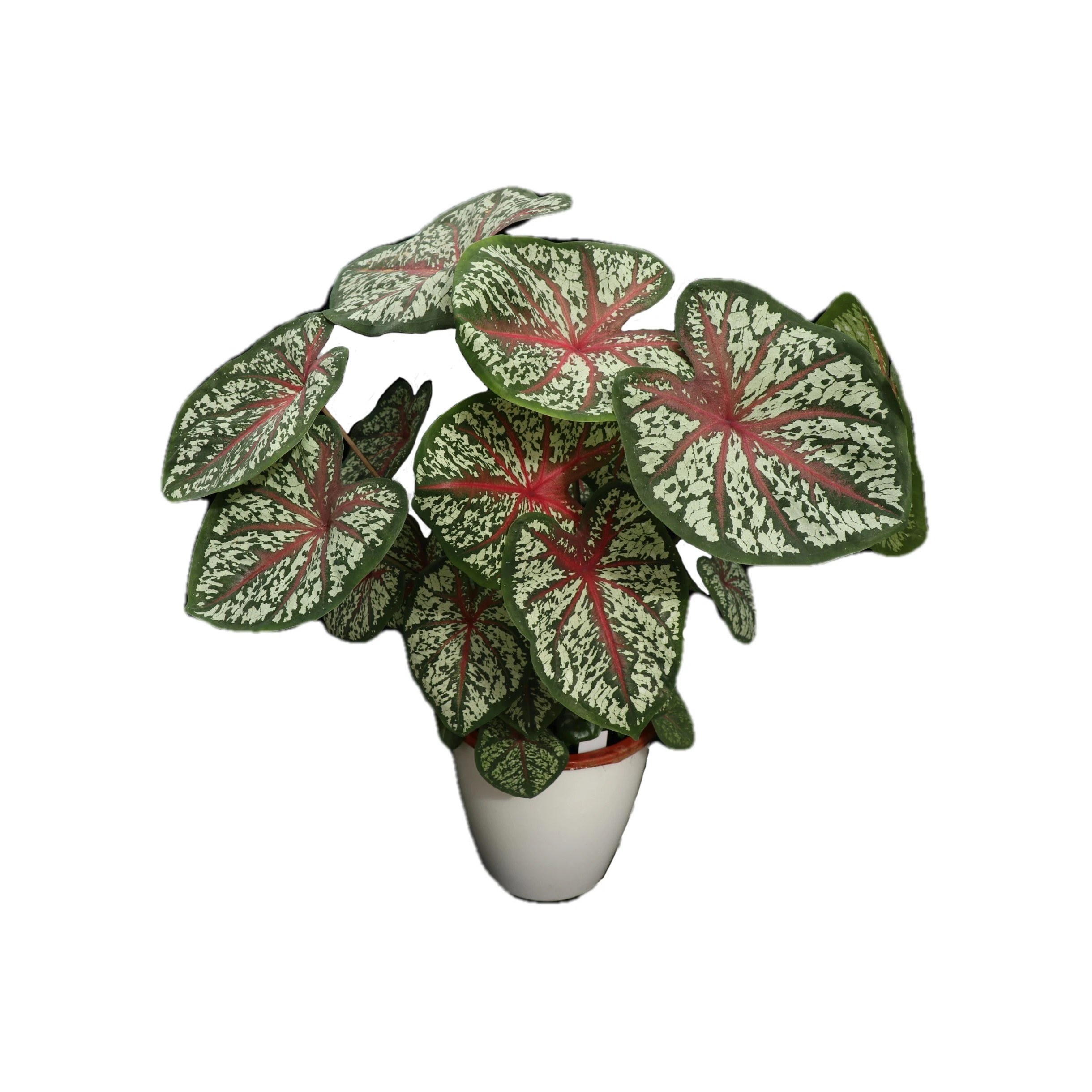 Foshan Youngplants - Caladium Tissue Culture Invitro Tray Plug Plant Импорт  оптом из Китая Caladium