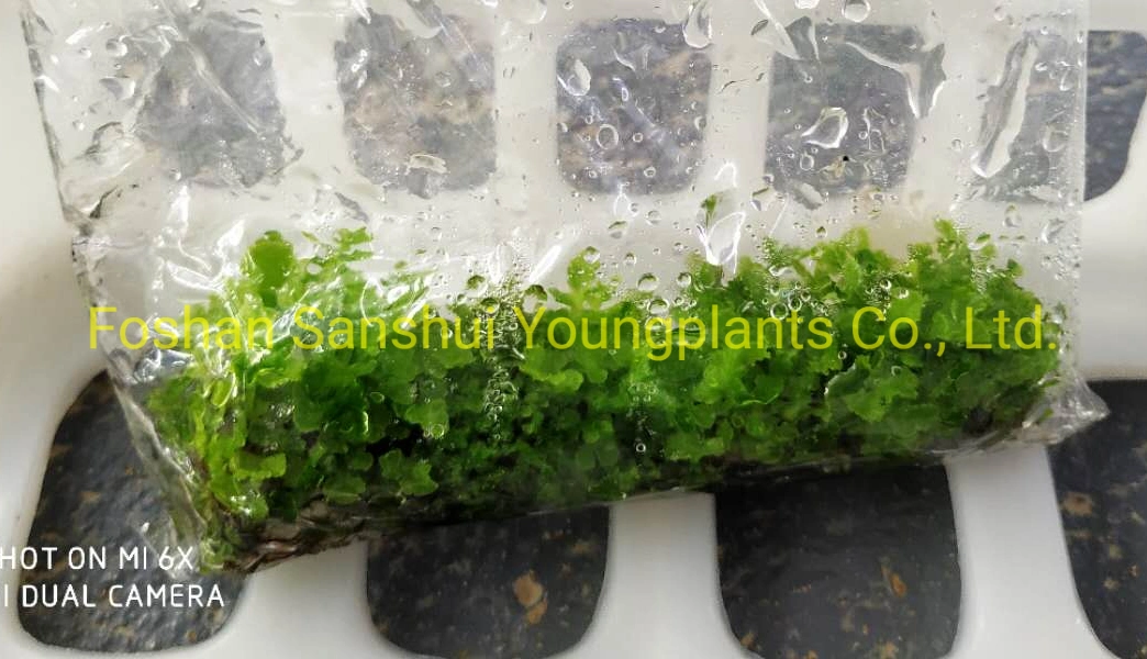 Fern Blechnum Gibbum Tray Plug Indoor Natural Live Plant