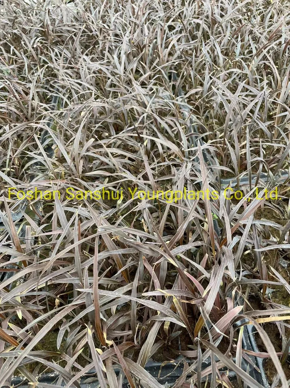 Cordyline Red Star Tray Plant Import Wholesale Natural Plant