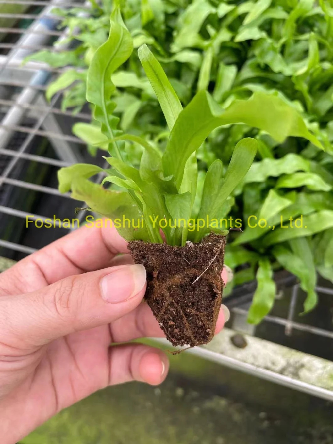 Fern Neottopteris Plug Tray Indoor Natural Plant Import Wholesale From China