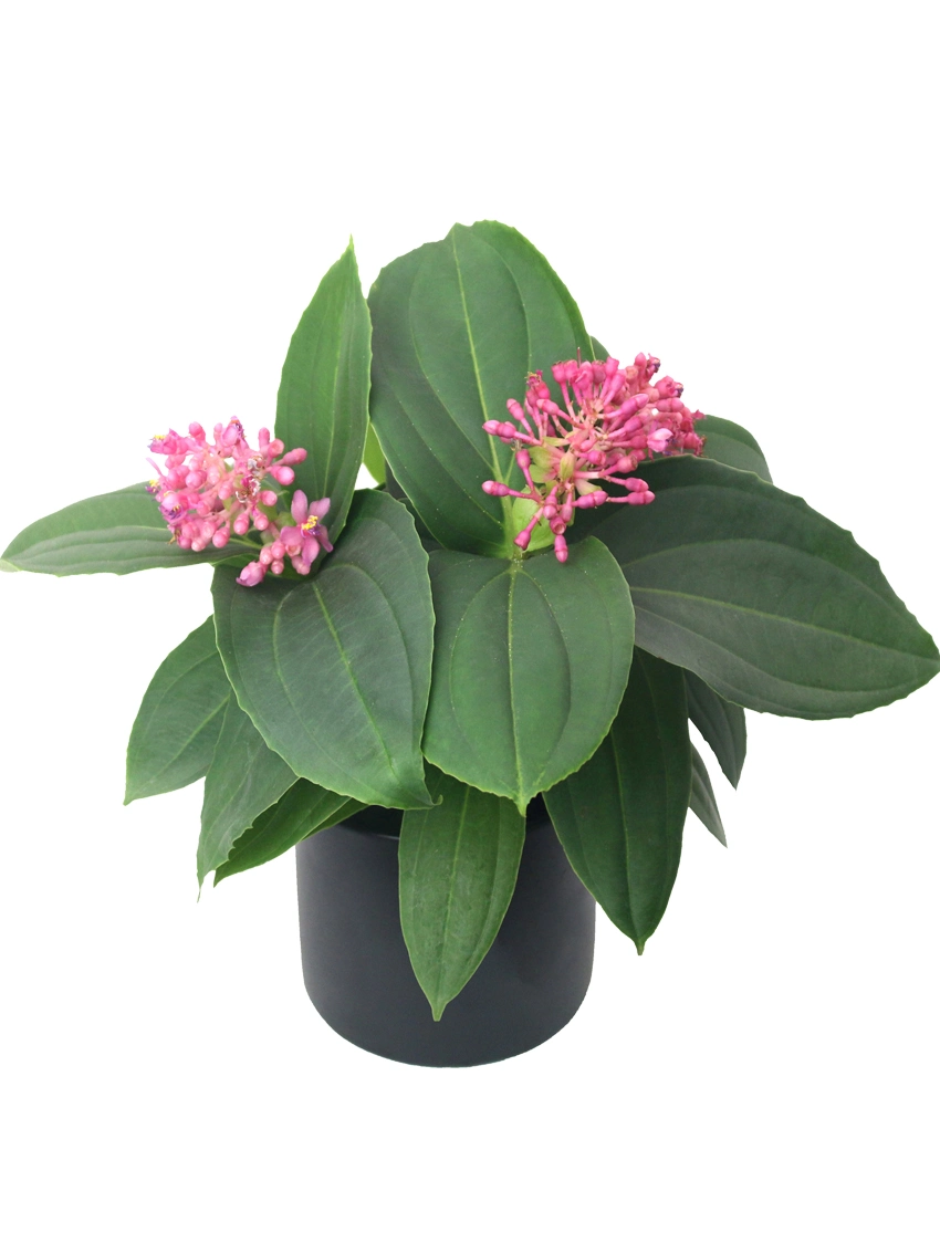 мединилла специоза. китайский вечнозеленый цветок. филодендрон лемон лайм. камелия китайская. китайский вечнозеленый цветок.