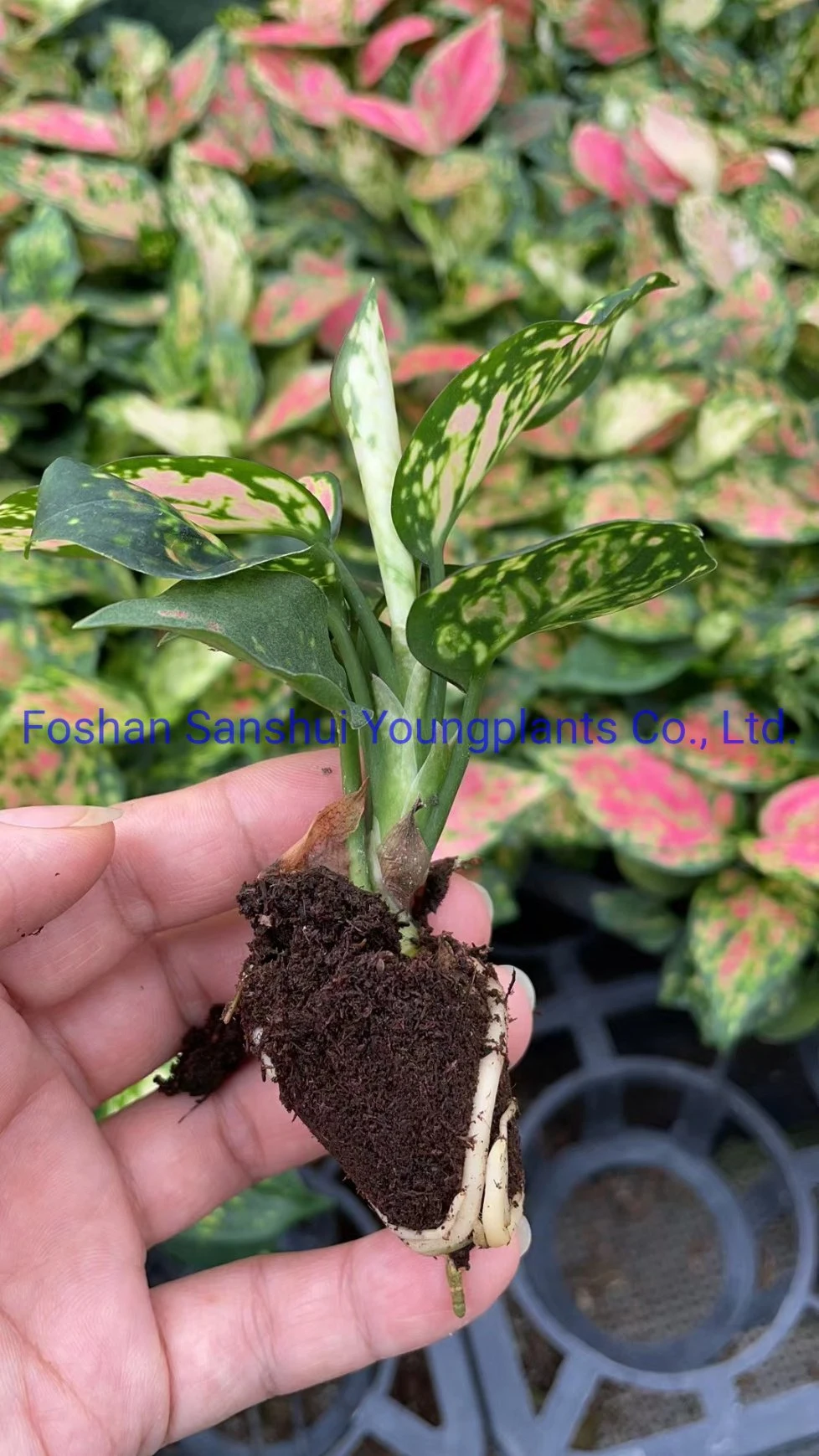 Bonsai Finished Mature Natural Live Plant From Tissue Culture Seedlings