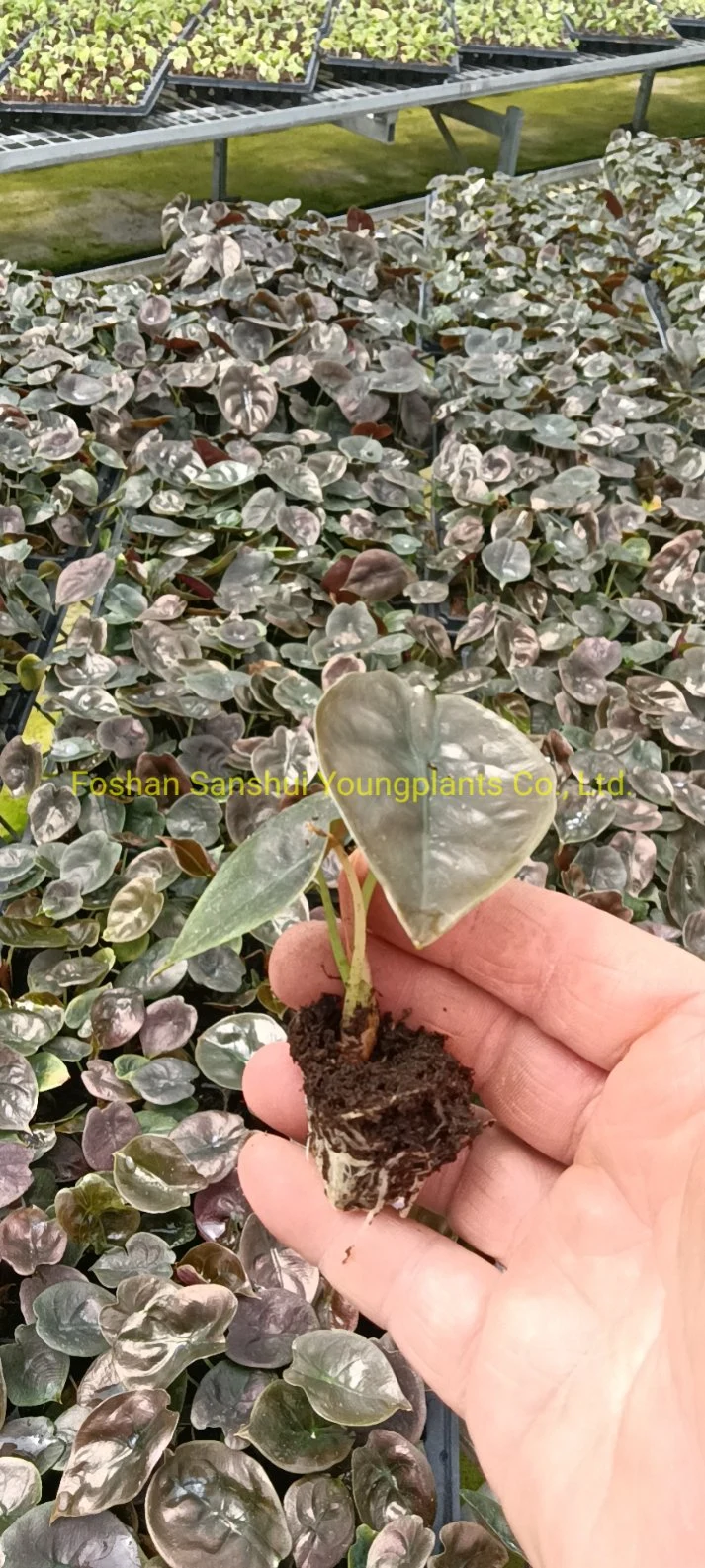 Alocasia Cuprea Rare Natural Live Plantlets Plants Wholesale Import Export