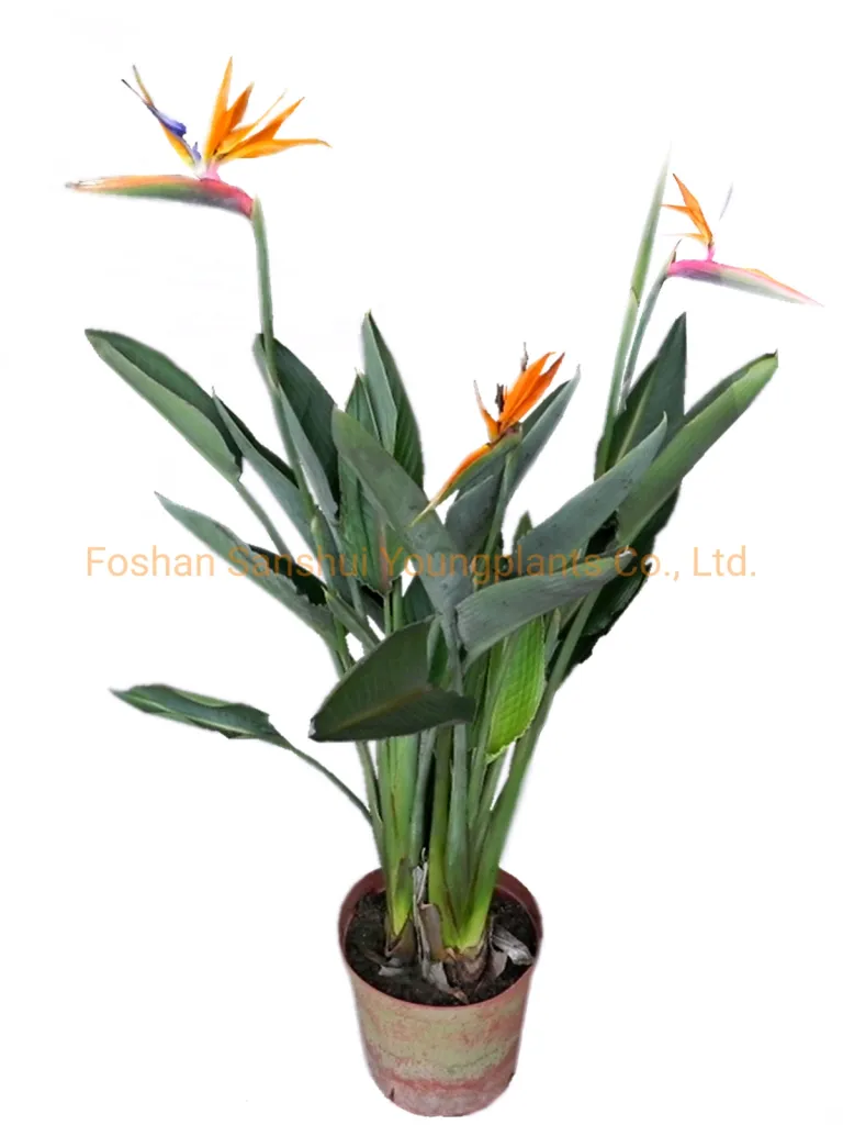 Foshan Youngplants - Strelitzia Reginae White Flowers Tray Plant из семян  Размножение Стрелиции