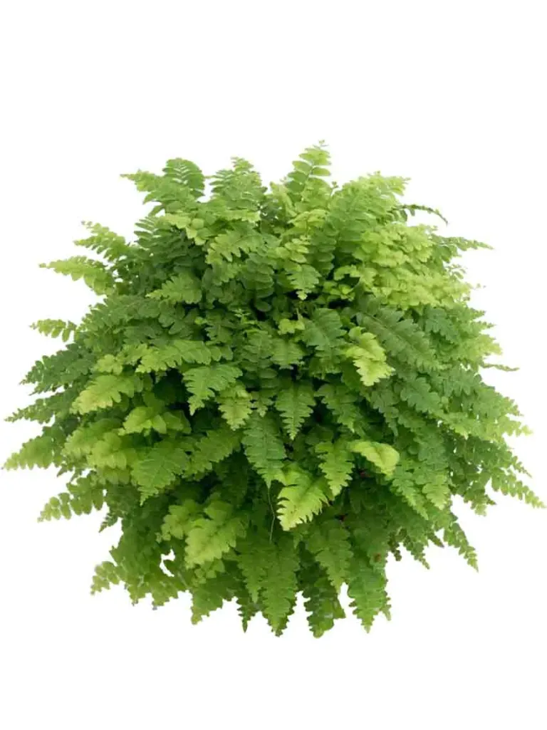 Foshan Youngplants - Мини-папоротник Bostoniensis Indoor Office Home Tray  Plant Fern