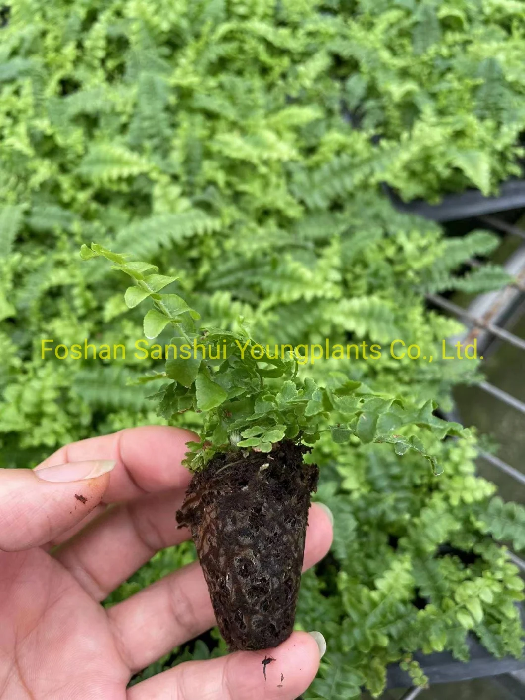 Fern Nephrolepis Malaysia Tray Plug From Tissue Culture Young Plant