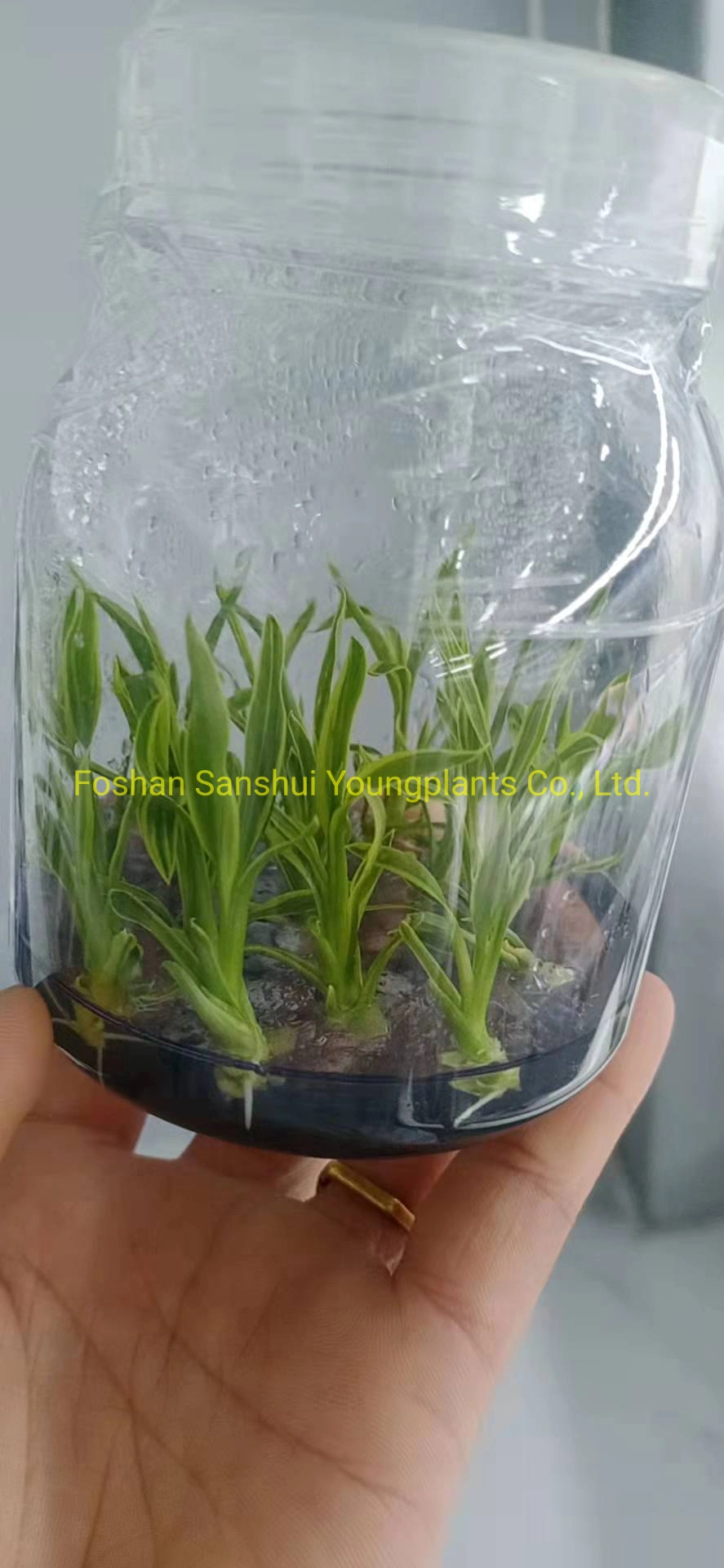 Cordyline Coffee Compacta Tray Plants From Tissue Culture Live Plant