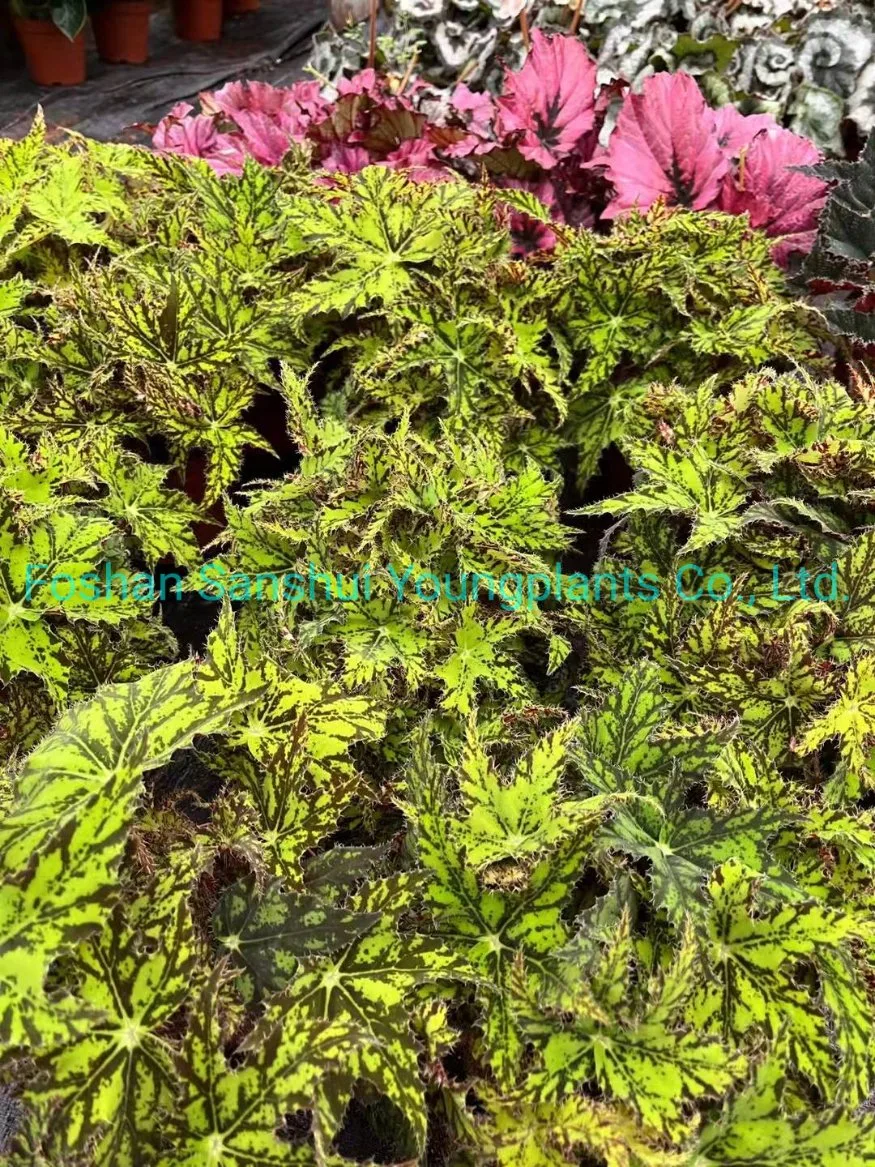 Begonia Geomitry Special Foliage and Flower Plant Wholesale and Import From China