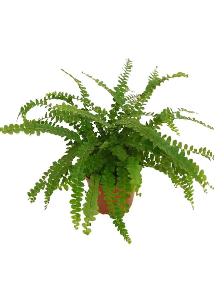 папоротник Nephrolepis Tray Tissue Culture Indoor Live Plants Fern - Foshan  Youngplants