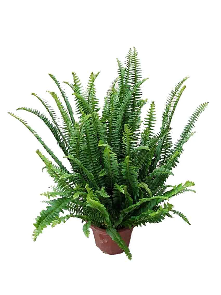 Foshan Youngplants - Лоток Молодой папоротник Тканевая культура Nephrolepis  Auriculata Комнатное растение Папоротник