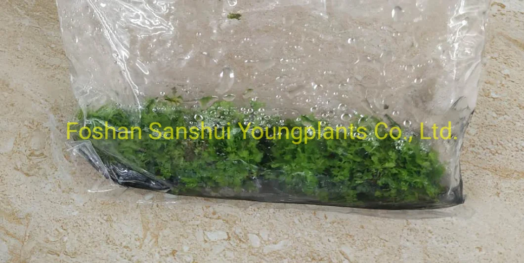 Fern Nephrolepis Malaysia Tray Plug From Tissue Culture Young Plant