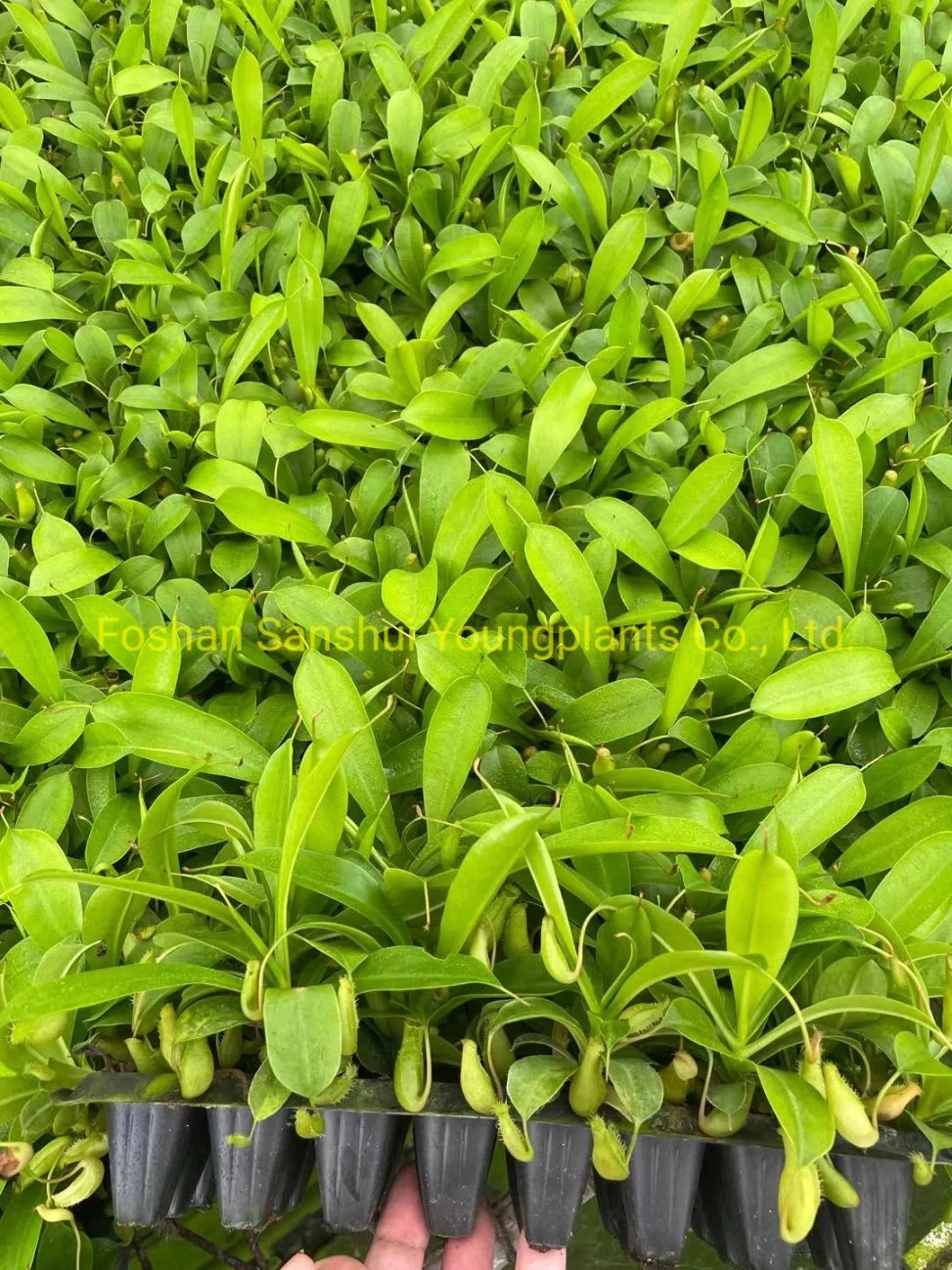 Nepenthes Alata Insects Trapper Tissue Culture Plant