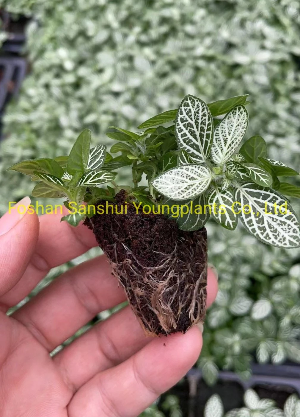 Fittonia White Angel Indoor Plants Tissue Culture and Plugs
