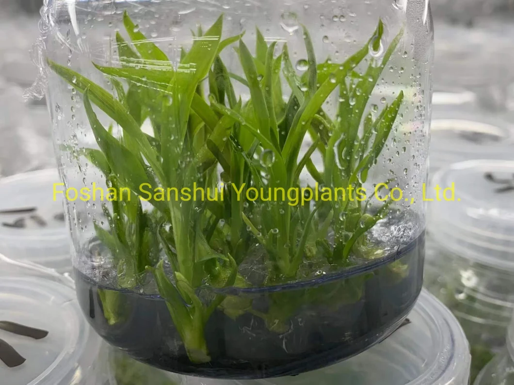 Cordyline Green Compacta Tray Plugs From Tissue Culture Live Plant