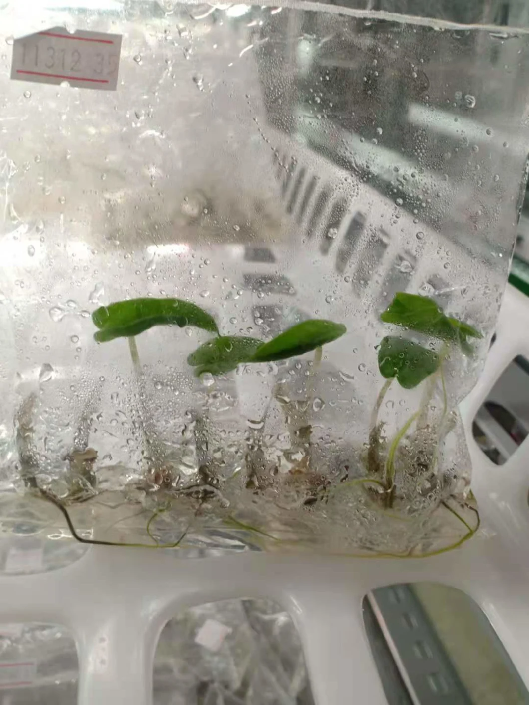 Alocasia Tigrina/Zebrina Special Patterned Stem Young Plants
