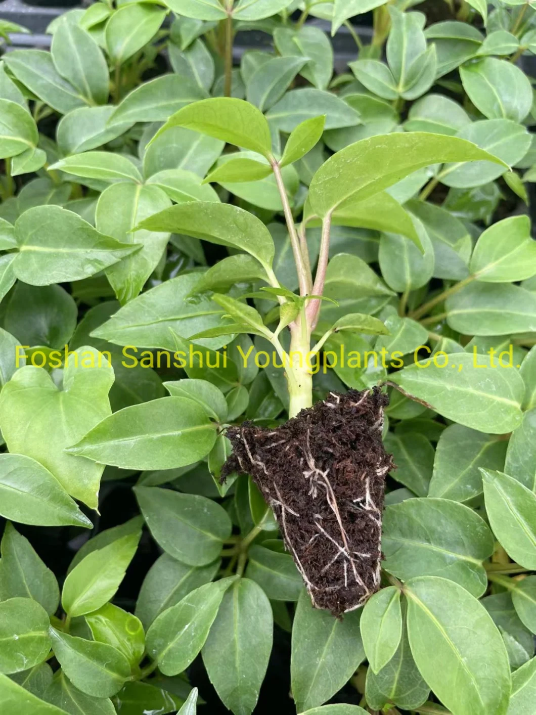 Schefflera Tupidanthus Calyptratus Plants Wholesale Export