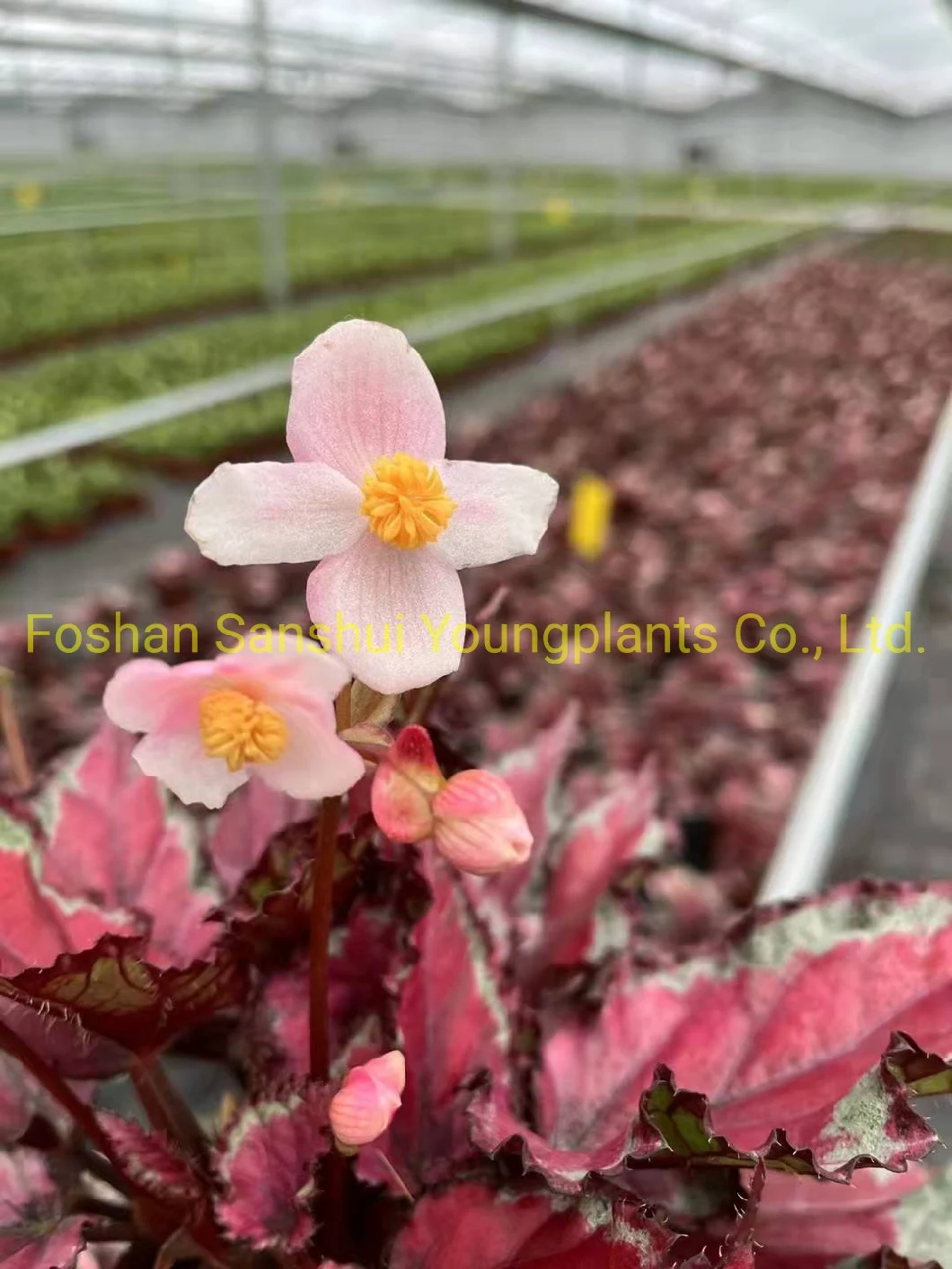 Begonia Rex Spitfire King Foliage Begonia with Flowers Import From China