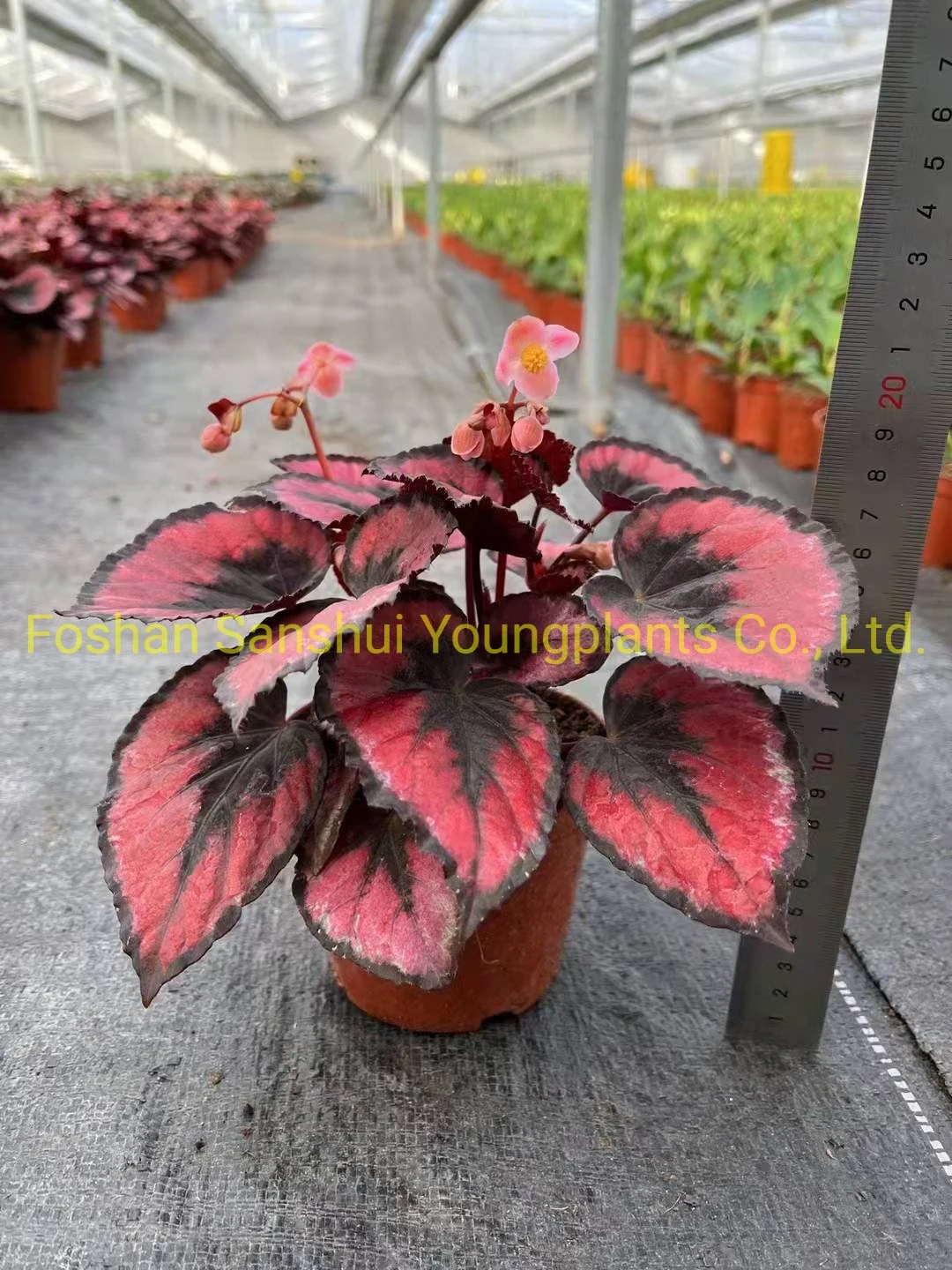 Foshan Youngplants - Бегония Red Heart Листва и цветущие растения Импорт из  Китая Begoniaceae