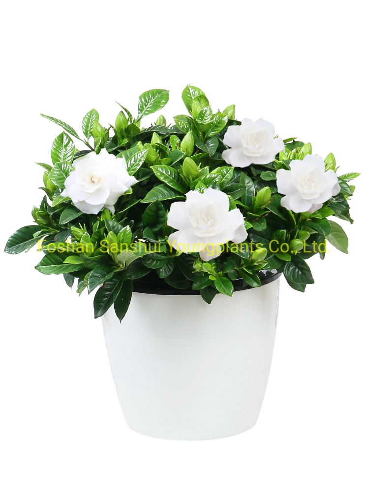 Gardenia Jasminoides Flowers White Bonsai Tray Natural Live Indoor Plant