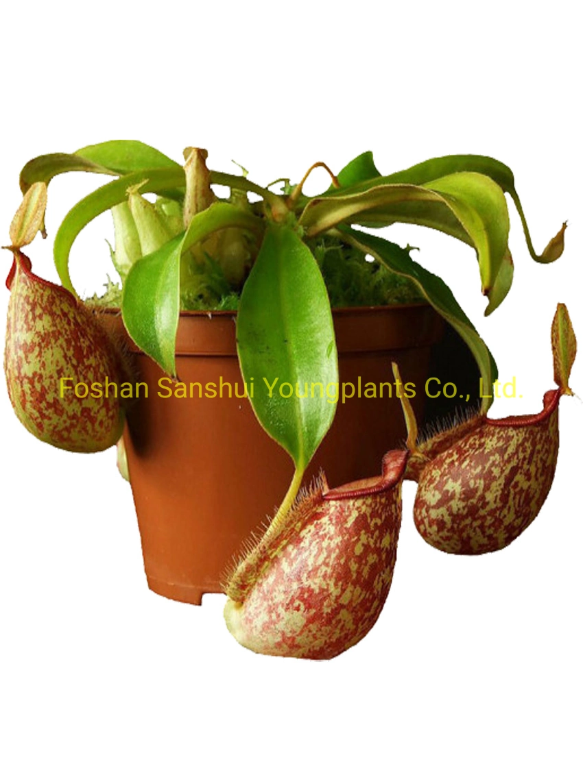 Nepenthes Hookeriana Insectivorous Tissue Culture Live Indoor Plant