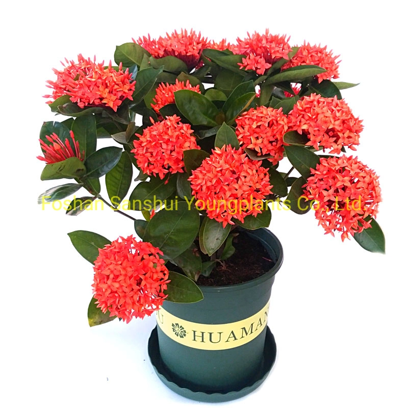 Ixora Chinensis Flowers Red Bonsai Pot Wholesale Live Plants Import