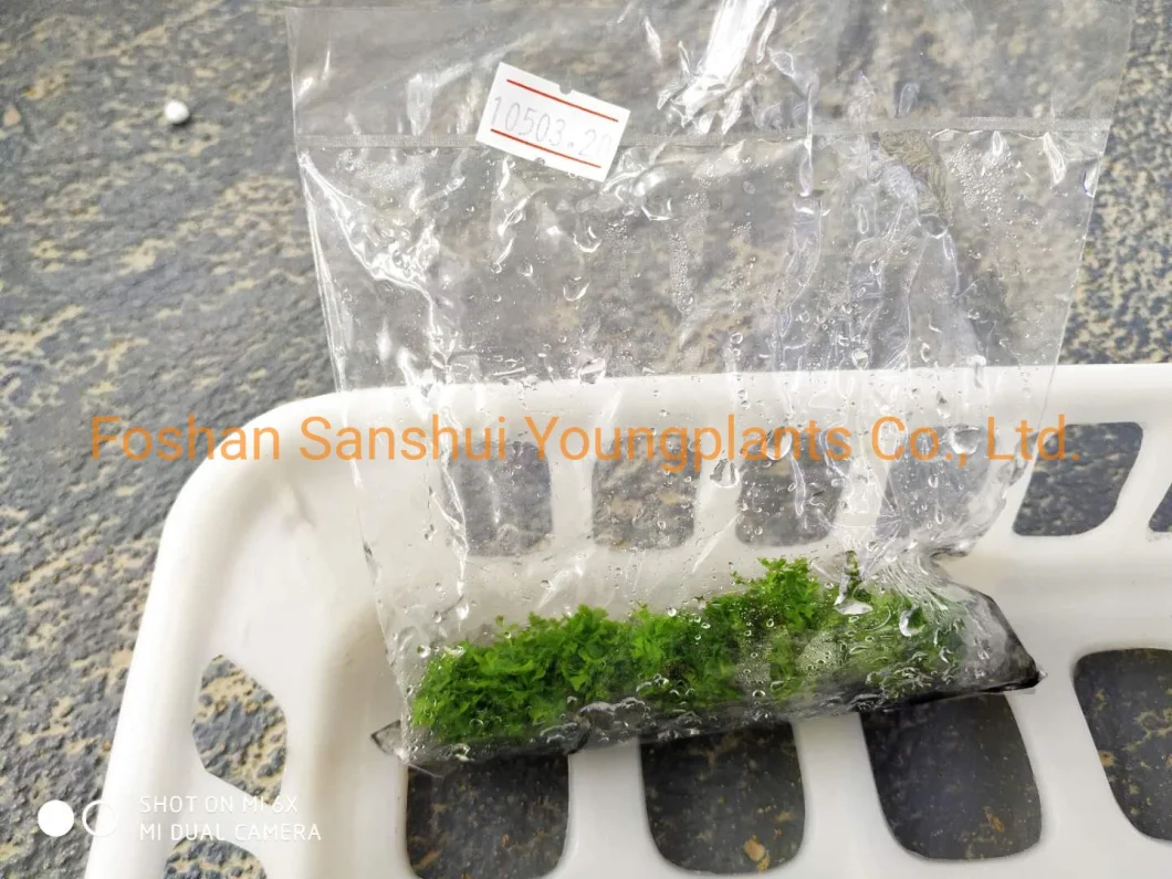 Fern Nephrolepis Tray Tissue Culture Indoor Live Plants