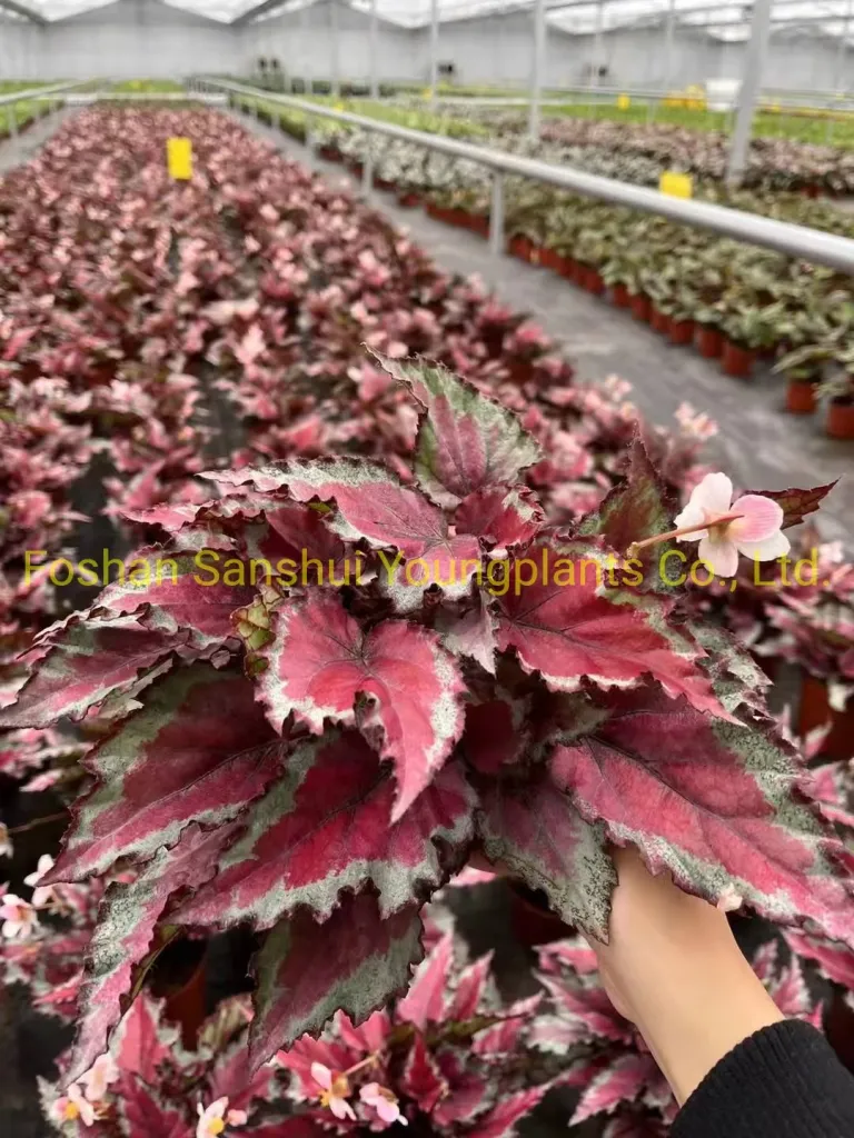Foshan Youngplants - Begonia Rex Spitfire King Folhagem Begônia com Flores  Importação da China Begoniaceae