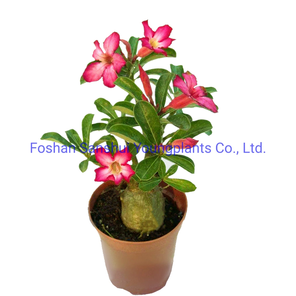 Adenium Obesum Flower Tray Pot Plant Import Wholesale From China