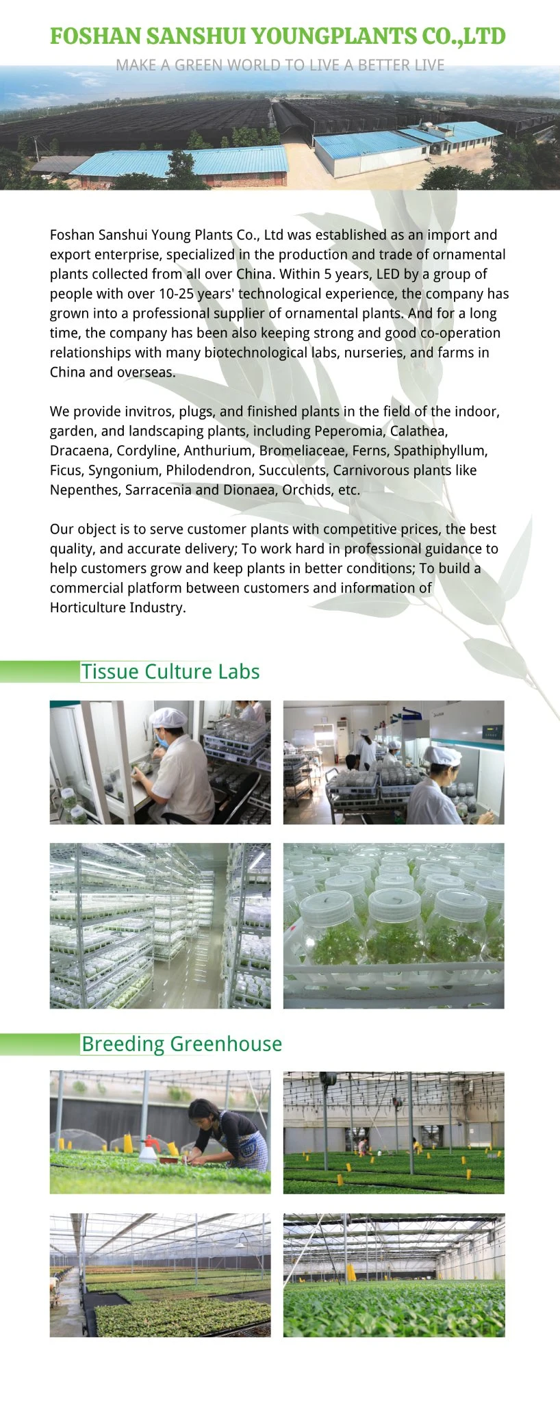 Fern High Quality Tray Tissue Culture Plant Import Wholesale From China