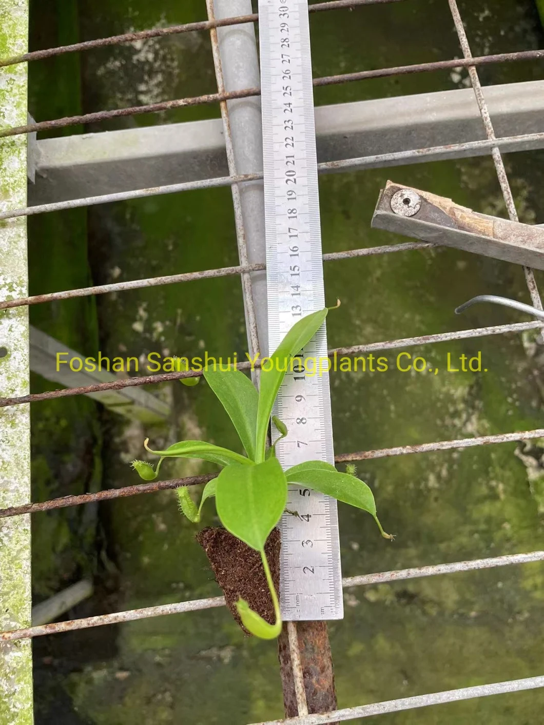 Nepenthes Alata Insects Trapper Tray Plant From Tissue Culture