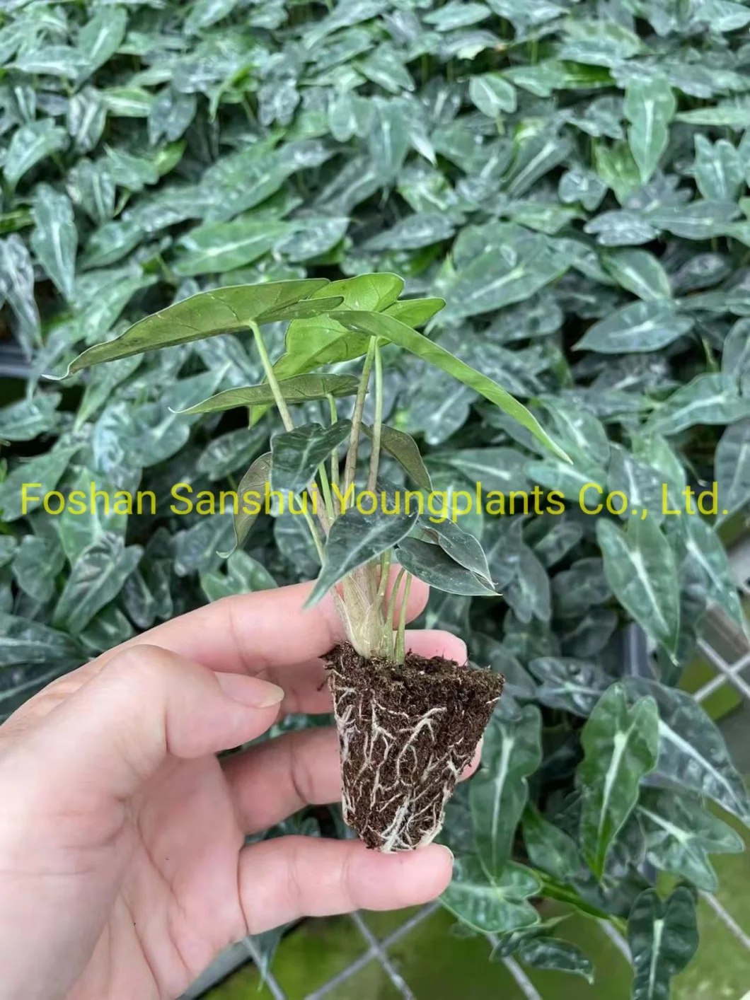 Alocasia Bambino Plantlets Plants Wholesale Import Export From China