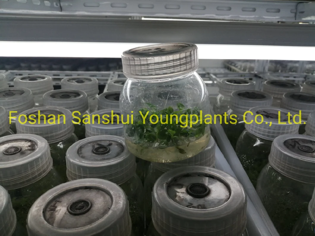 Clusia Rosea Queen Wholesale Young Plants Products