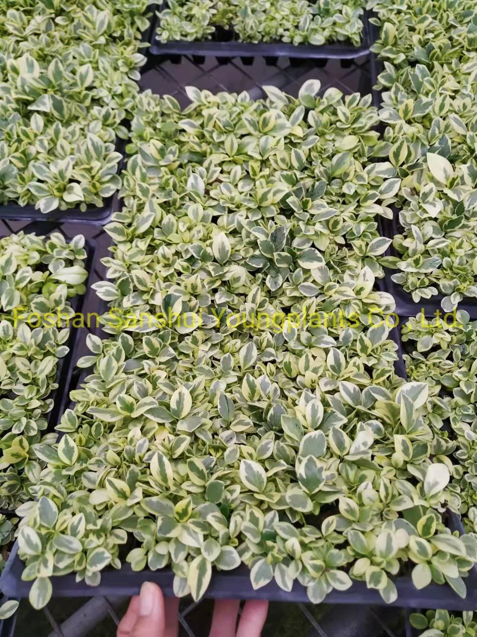Peperomia Obtusifolia Albo-Marginata Ornamental Plant Wholesale Import From China