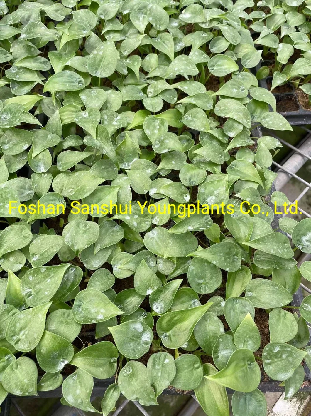 Natural Live Plantlets Wholesale Import Export From China Alocasia Cucullata