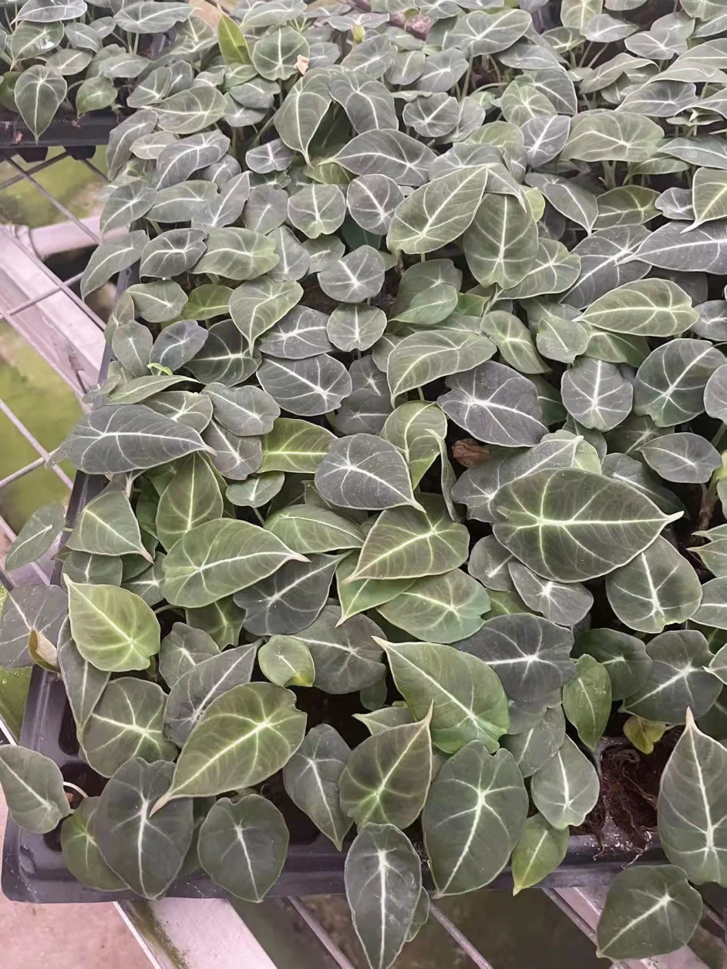 Alocasia Black Velvet Fluffy Foliage Live Tissue Culture Plug Tray Plant