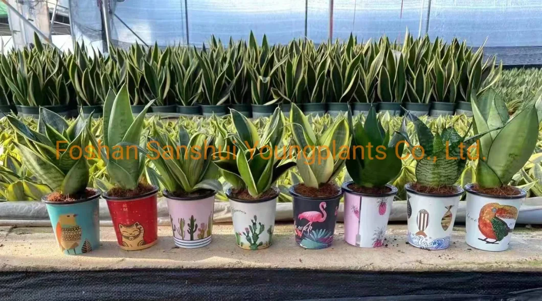 Sansevieria Silver Harnii Bonsai Different Sizes Indoor Outdoor Live Plant