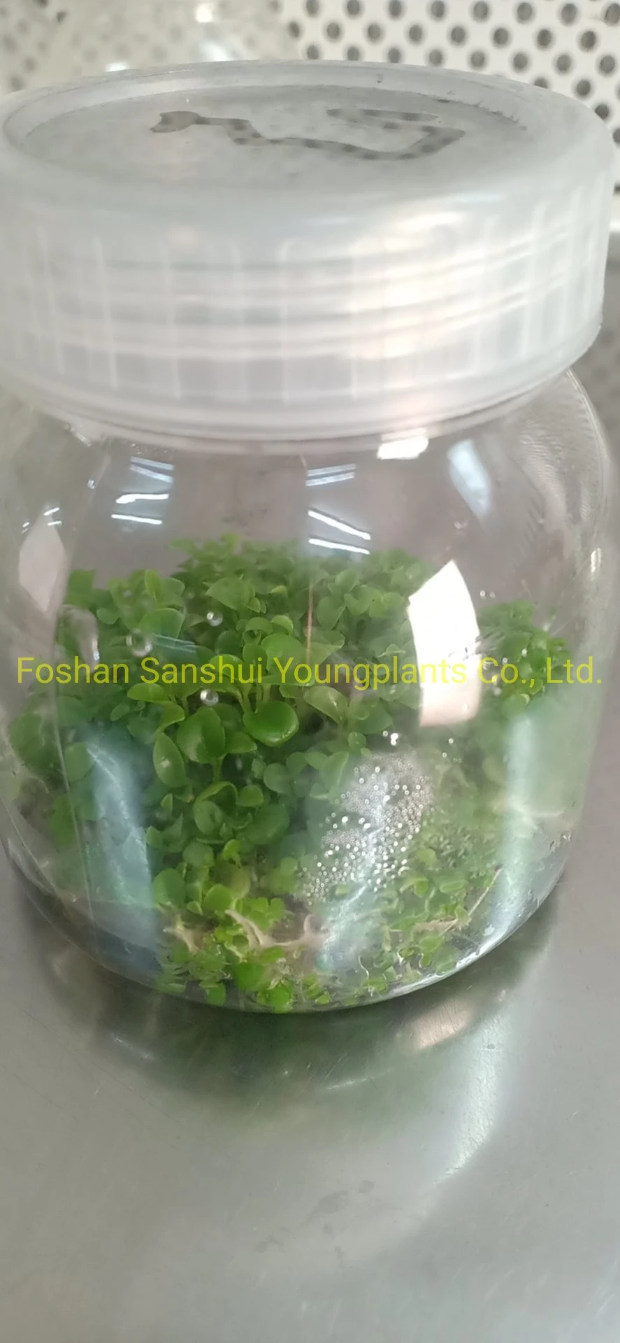 Peperomia Obtusifolia Plant Nursery Wholesale Import From China