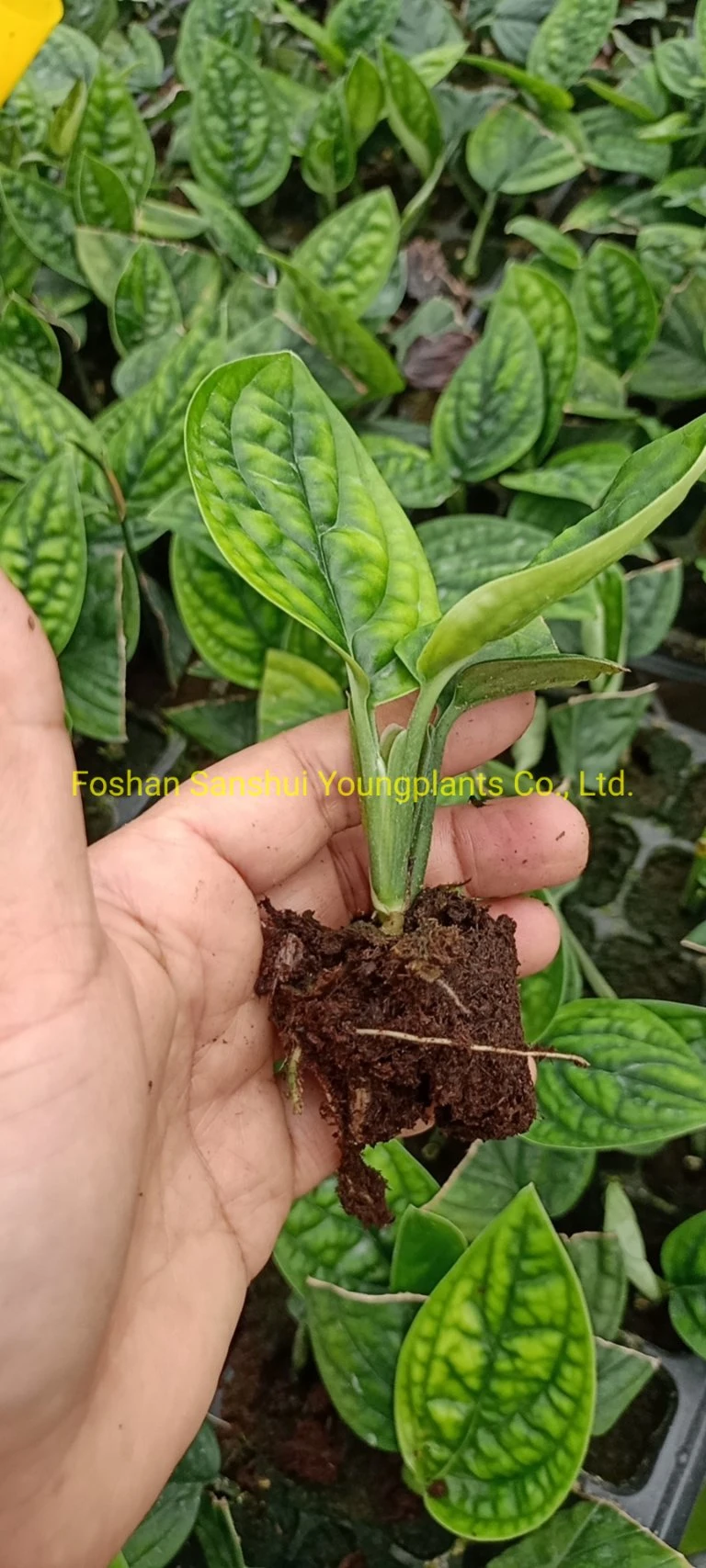 Monstera Karsteniana Wholesale Plants Export From China