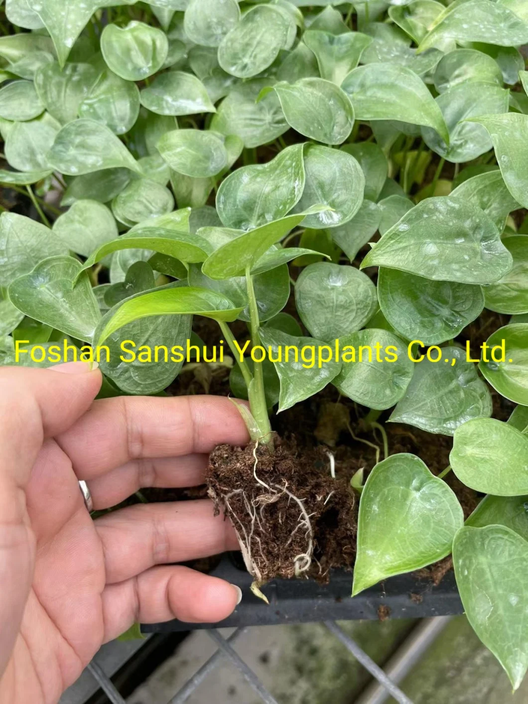 Natural Live Plantlets Wholesale Import Export From China Alocasia Cucullata