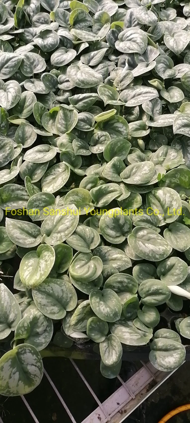 High Quality Scindapsus Varigata Green Natural Live Indoor Plant Tissue Culture