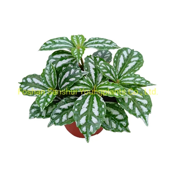 Foshan Youngplants - Sansevieria Stuckyi Bonsai Différentes tailles  Intérieur Extérieur Plante Vivante Sansevieria