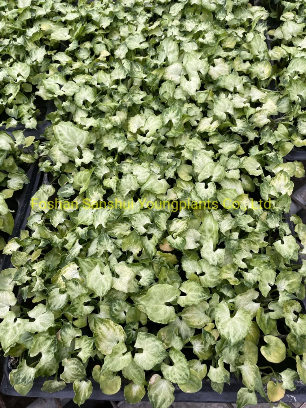 Tissue Culture Syngonium Tray Plug Indoor Plant Seedling